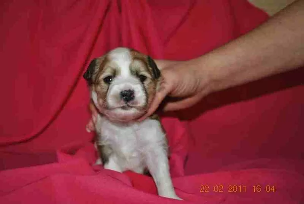 Продам Китайская хохлатая собака 2