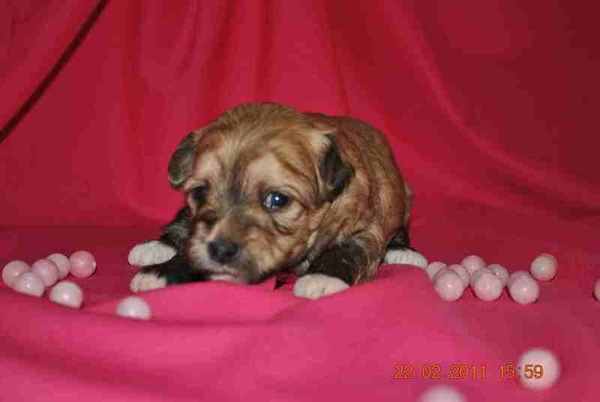 Продажа Китайская хохлатая