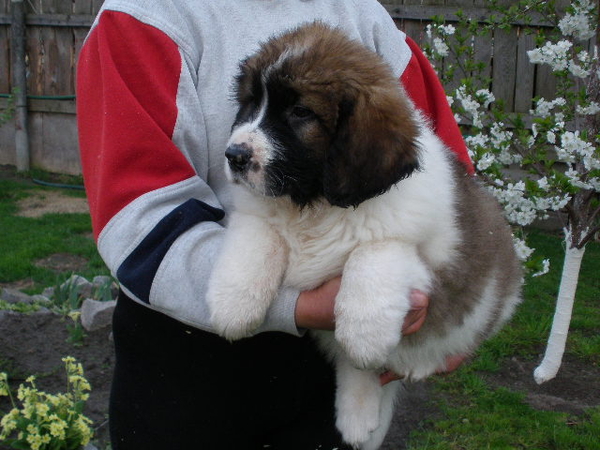 московская сторожевая 2