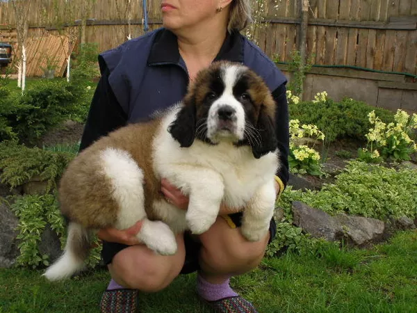 московская сторожевая