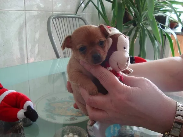 Элитные щеночки Чихуахуа, супер-мини (5000, 00 грн.)