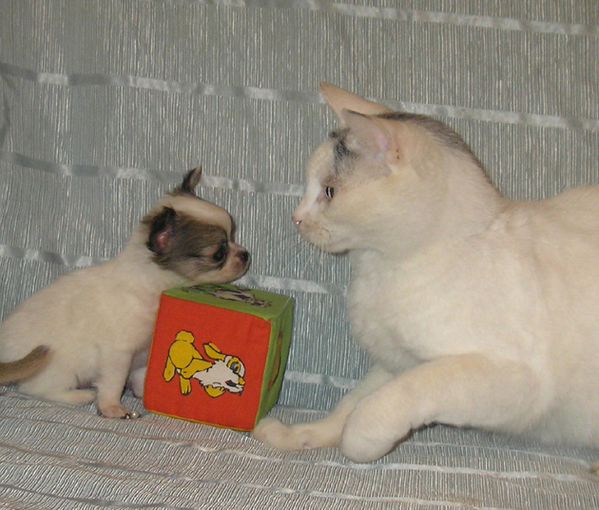 мальчик Чихуахуа.