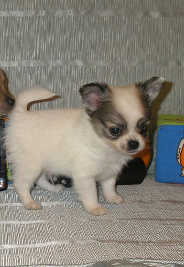 мальчик Чихуахуа. 2