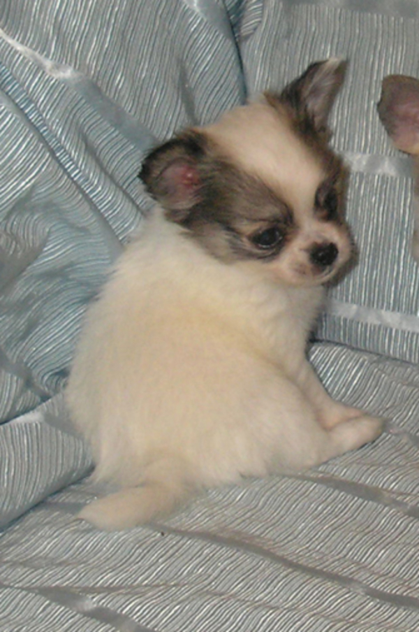 мальчик Чихуахуа. 3