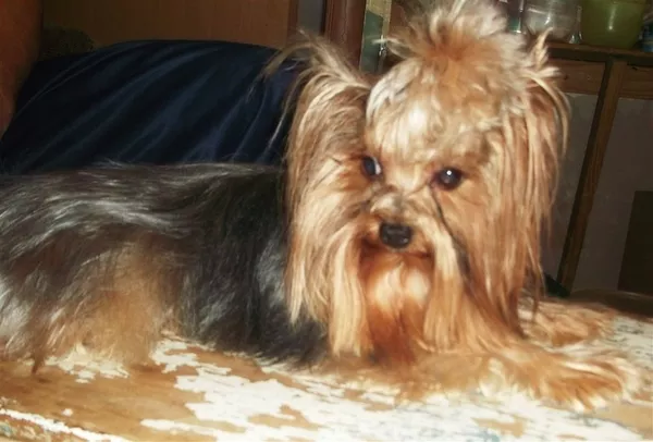 Приглашаем йорочек на вязки 2