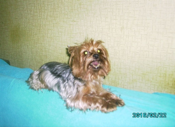 Приглашаем на вязки девочек йоркширского терьера