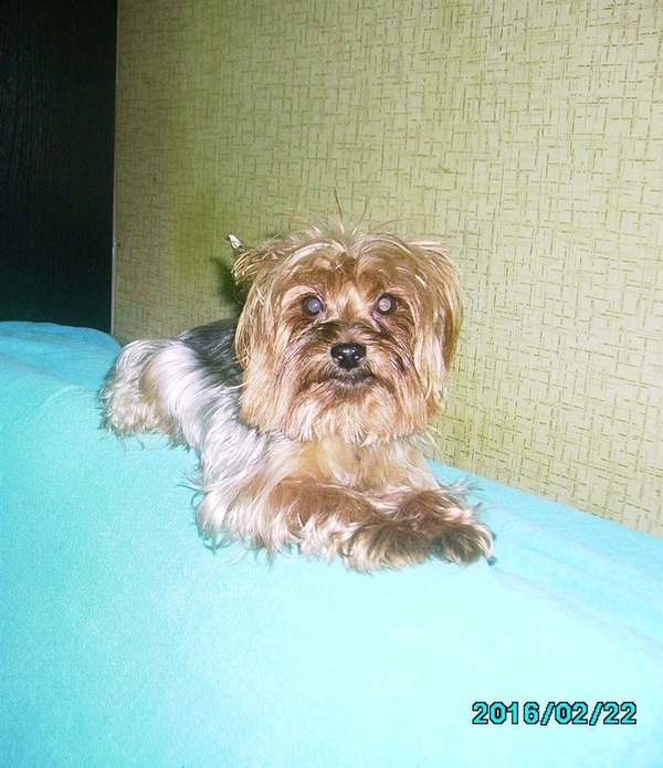 Приглашаем на вязки девочек йоркширского терьера 2