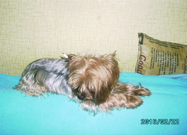 Приглашаем на вязки девочек йоркширского терьера 3