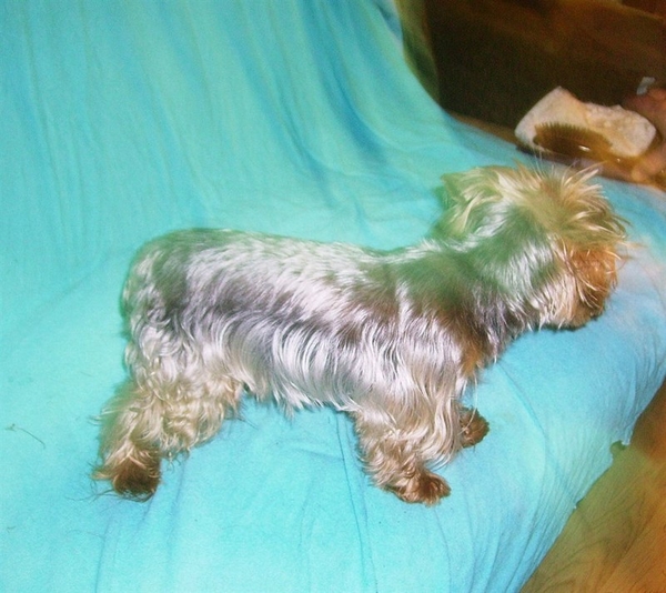 Приглашаем на вязки девочек йоркширского терьера 4