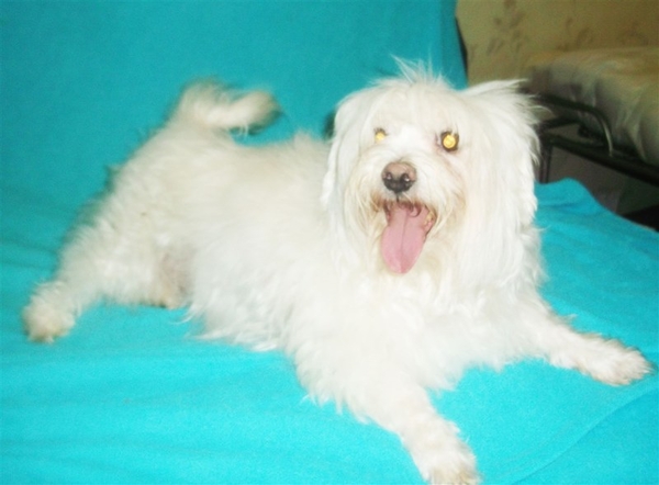 Продам взрослую девочку мальтийской болонки, стерильную