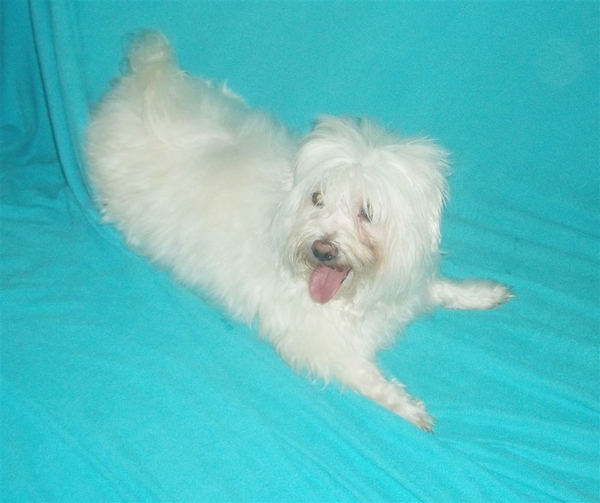 Продам взрослую девочку мальтийской болонки, стерильную 2