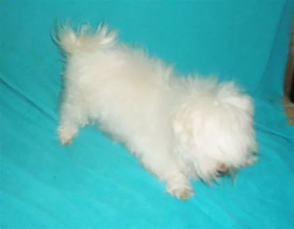 Продам взрослую девочку мальтийской болонки, стерильную 4