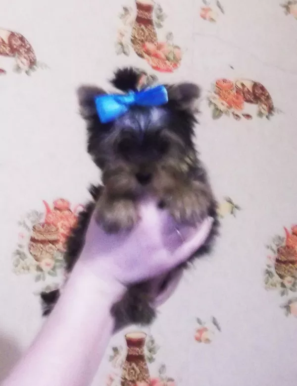 Девочка йорочка мини