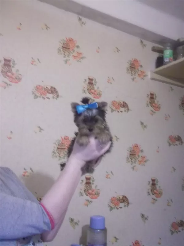 Девочка йорочка мини 2