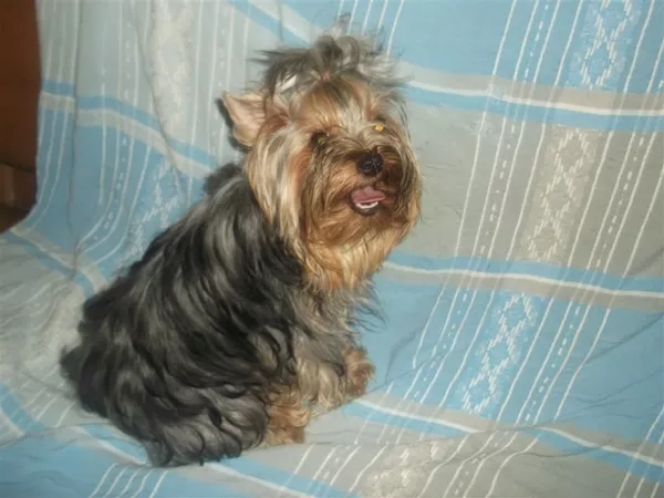 Девочка йоркширского терьера, стандарт 2