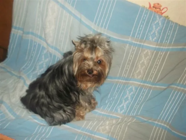 Девочка йоркширского терьера, стандарт 3