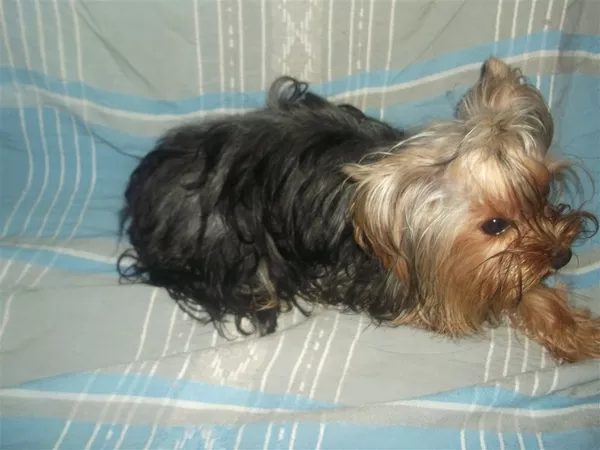 Девочка йоркширского терьера, стандарт 4