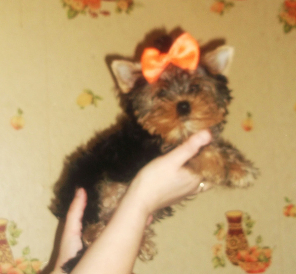 Мальчик  йоркширского терьера мини 2