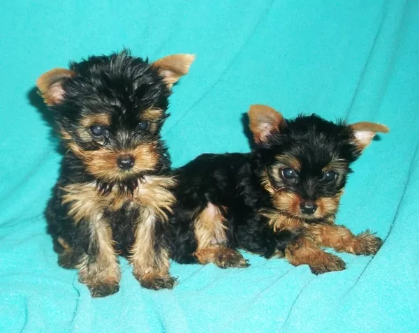 Продаются щенки йоркширского терьера
