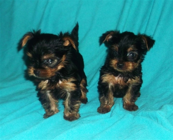 Продаются щенки йоркширского терьера 3