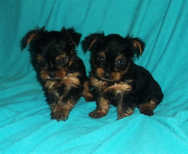 Продаются щенки йоркширского терьера 2