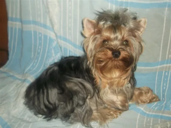 Девочка йоркширского терьера, стандарт