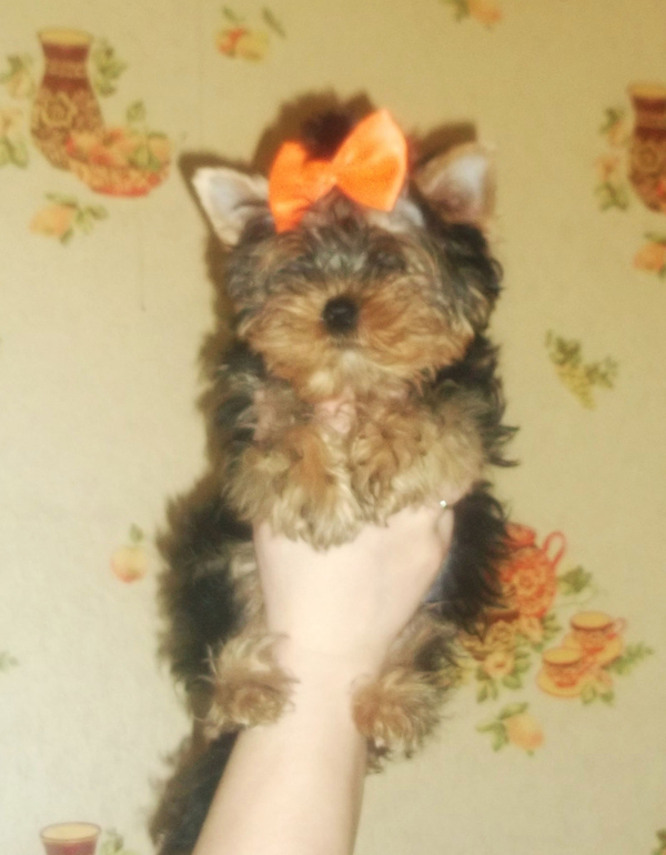 Мальчик  йоркширского терьера мини