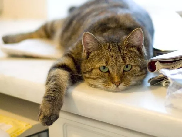 Подоконник Опентек киев 6