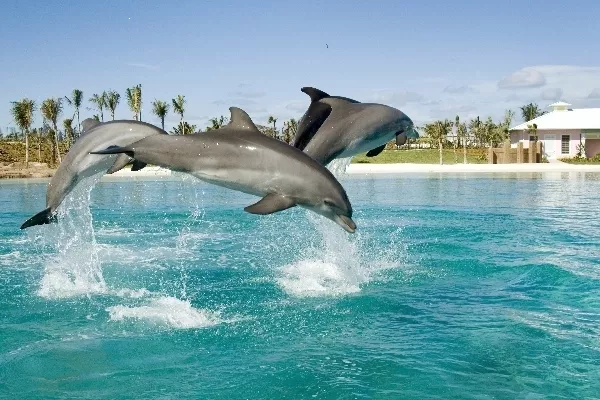  ОАЭ-НОВЫЕ ЦЕНЫ, НОВЫЕ ВОЗМОЖНОСТИ! 8