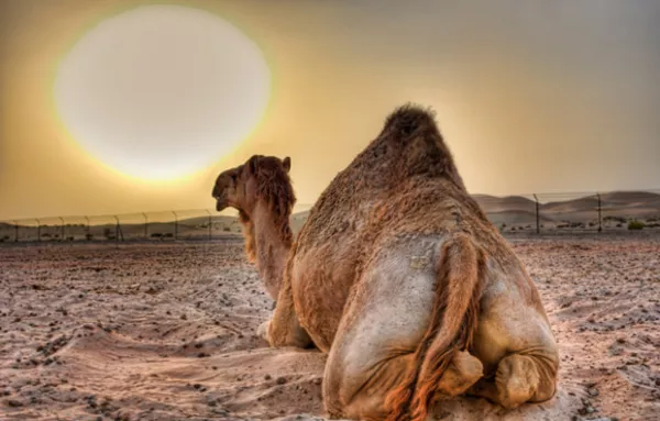 До конца сезона низких цен в ОАЭ остался месяц - спешите!!! 4