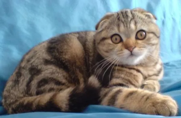 Кошечка необычайной красоты