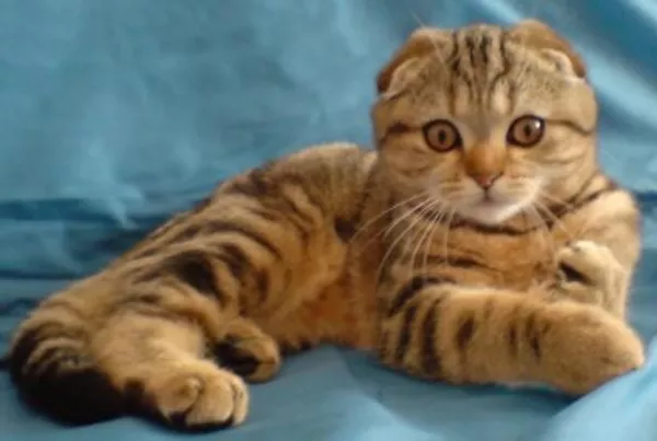 Кошечка необычайной красоты 2