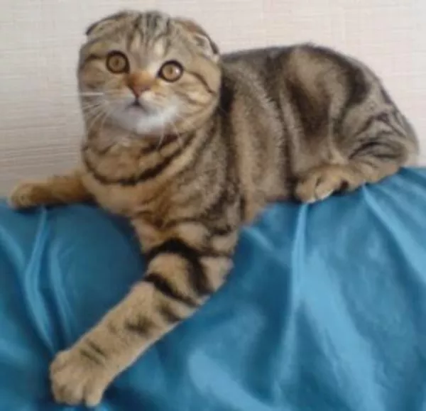 Кошечка необычайной красоты 3