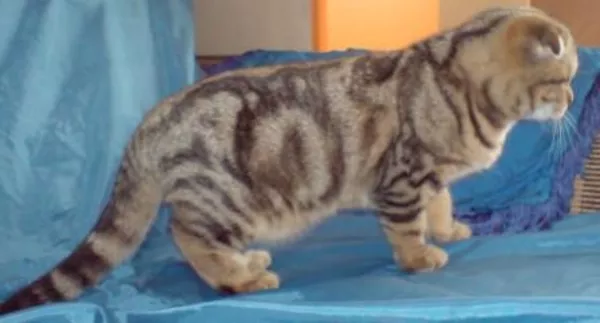 Кошечка необычайной красоты 4