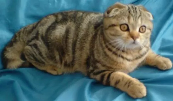 Кошечка необычайной красоты 5