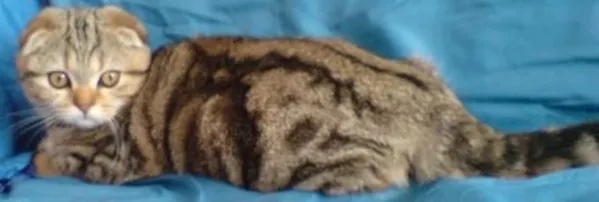 Кошечка необычайной красоты 6