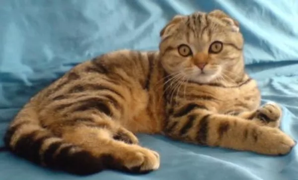 Кошечка необычайной красоты 7