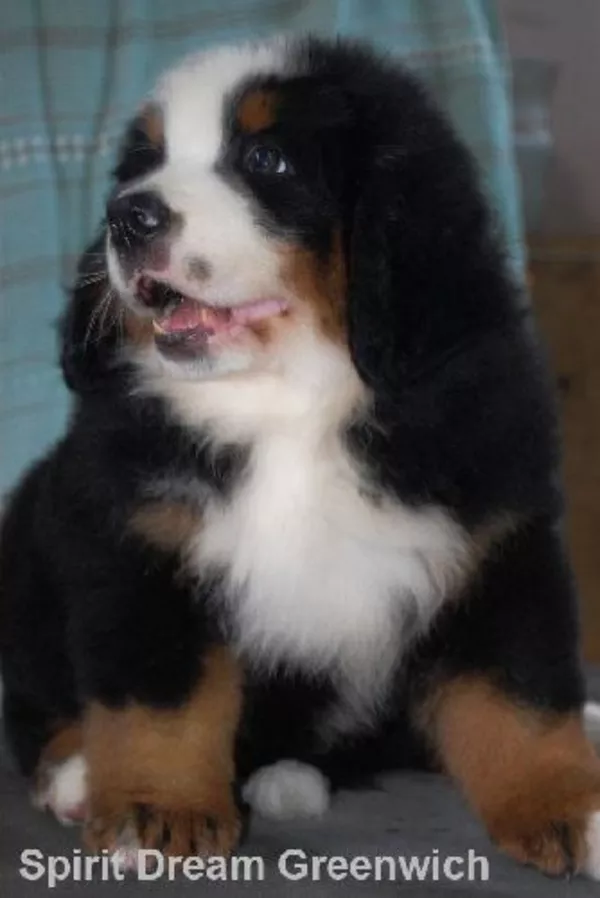 Бернский зенненхунд-щоу щенки из питомника Чемпионов Spirit Dream