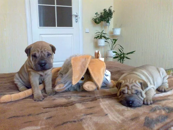 ПРОДАМ ЩЕНКОВ ПОРОДЫ ШАР-ПЕЙ! 2