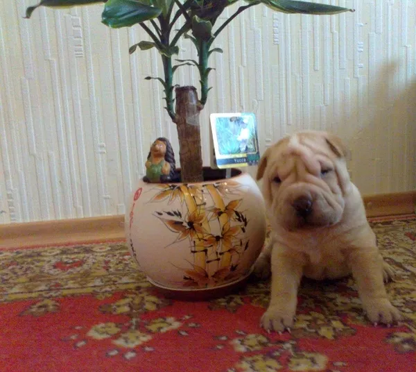 ПРОДАМ ЩЕНКОВ ПОРОДЫ ШАР-ПЕЙ! 3