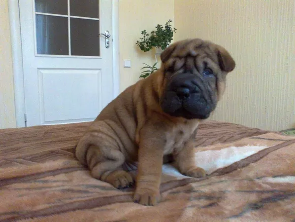 ПРОДАМ ЩЕНКОВ ПОРОДЫ ШАР-ПЕЙ 4