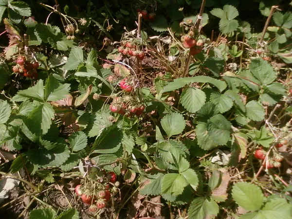 МЕНЯЮ дом+16 сот.дачный уч.Запорожье(ОРЕХОВ) на1(2)кв.Киева, Бровары 14