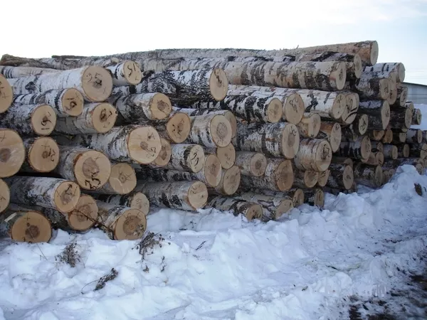 Кругляк мягколиственных пород (береза, ольха), I сорт, диаметр 14-24,