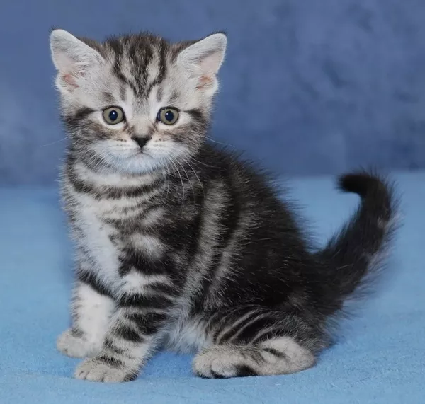 Киевский питомник предлагает британских котят окраса вискас 4