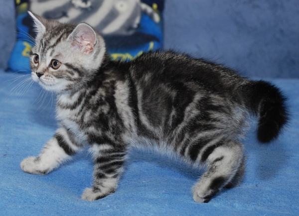 Киевский питомник предлагает британских котят окраса вискас 3