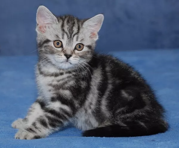 Киевский питомник предлагает британских котят окраса вискас 2