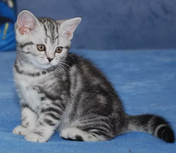 Питомник предлагает британскую кошечку окраса черный мрамор на серебре 4