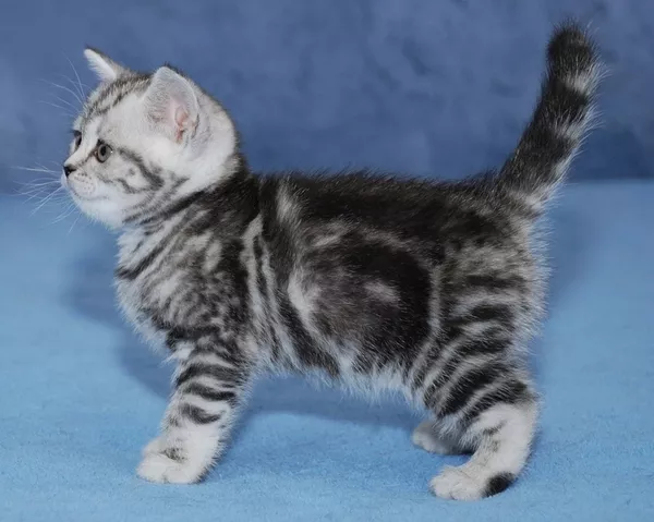 Питомник предлагает британскую кошечку окраса черный мрамор на серебре 3