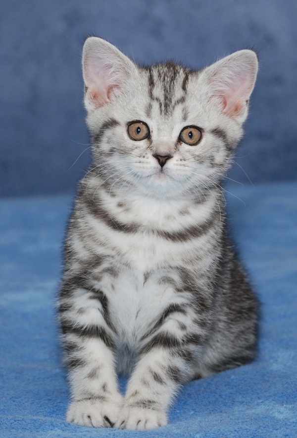 Питомник предлагает британскую кошечку окраса черный мрамор на серебре 2