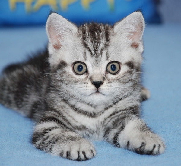 Питомник предлагает британских котят окраса черный мрамор на серебре 2